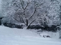 Foto-Adomas